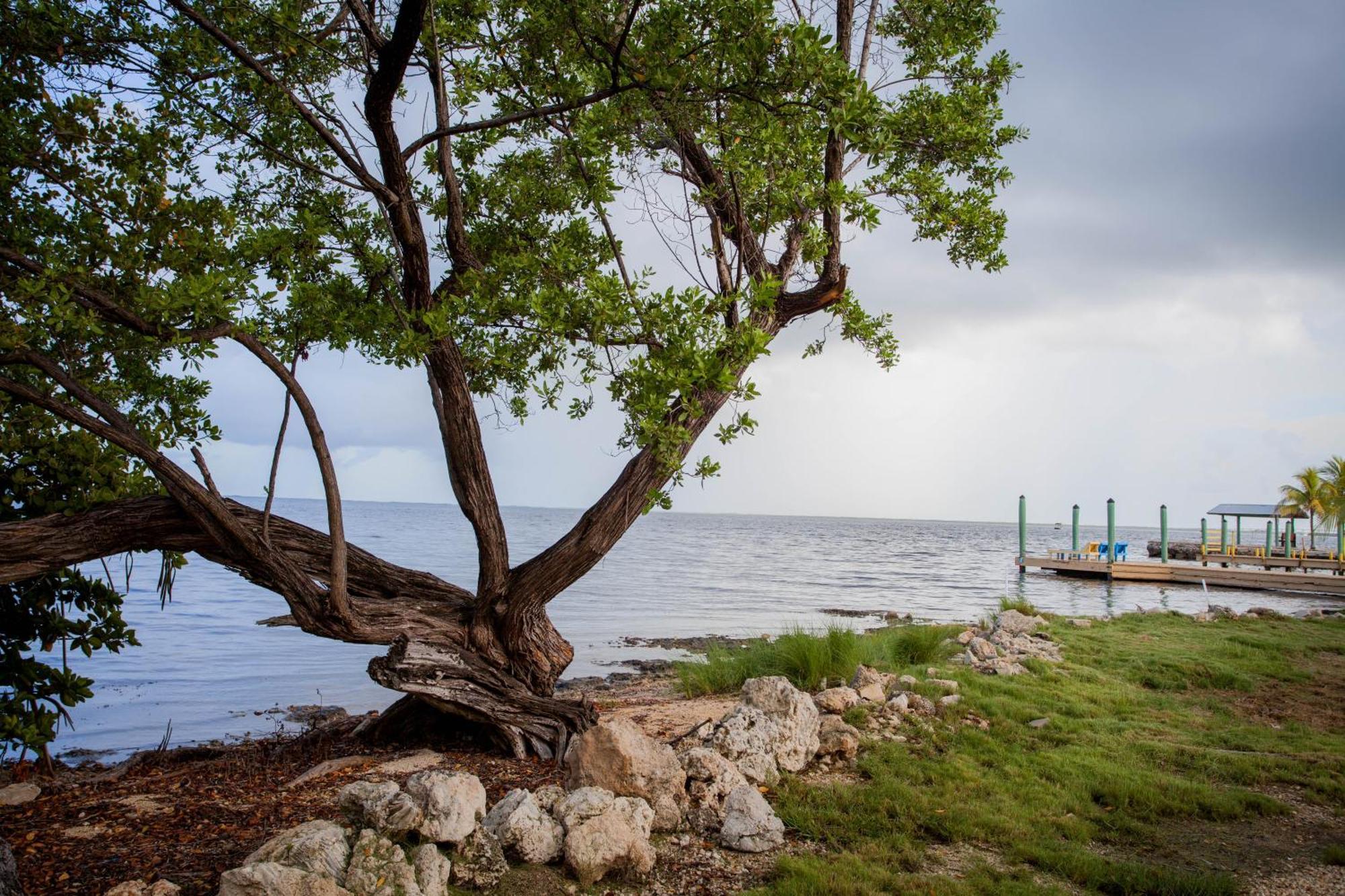 Kings Kamp Otel Key Largo Dış mekan fotoğraf